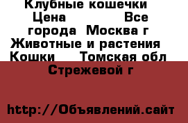 Клубные кошечки › Цена ­ 10 000 - Все города, Москва г. Животные и растения » Кошки   . Томская обл.,Стрежевой г.